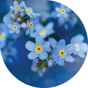Forget-Me-Not flowers