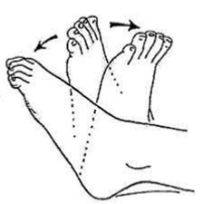 Illustration of circulation exercises