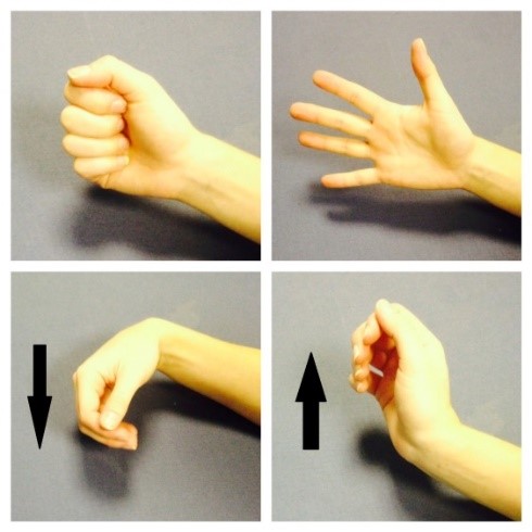 Four photos showing wrist exercise. Top left shows a tightly closed fist. Top right shows and out stretched hand. Bottom right shows a loose fist bent downwards from the wrist. Bottom right shows a loose fist bent upwards from wrist.