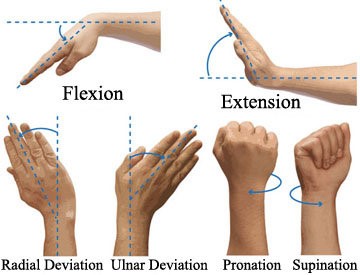 Different wrist positions to encourage wrist movement. such as; flexion, extension, radial deviation, ulnar deviation, pronation and supination